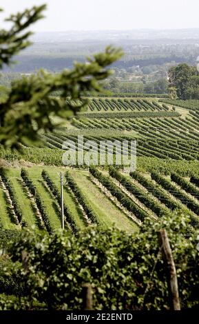 Vignes de la Region de Bordeaux dans le Medoc et a Saint-Emilion durant les mois d'octobre 2011, Frankreich.die Weinberge in der Region Bordeaux in der Region Medoc und Saint-Emilion, Oktober 2011, Frankreich. Foto von Patrick Bernard/ABACAPRESS.COM Stockfoto