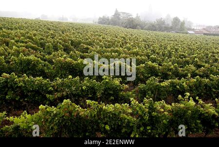 Vignes de la Region de Bordeaux dans le Medoc et a Saint-Emilion durant les mois d'octobre 2011, Frankreich.die Weinberge in der Region Bordeaux in der Region Medoc und Saint-Emilion, Oktober 2011, Frankreich. Foto von Patrick Bernard/ABACAPRESS.COM Stockfoto