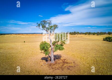 Schöner Baum, der zwischen gelben Wiesen im australischen Outback wächst Stockfoto