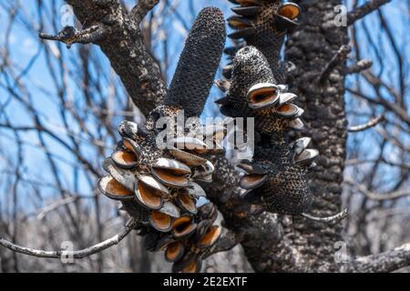 Offene Banksia-Zapfen nach ausgedehnten Waldbränden in Victoria, Australien Stockfoto