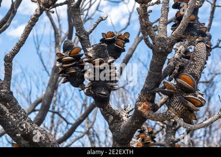 Nahaufnahme von verbrannten Banksia-Zapfen nach Buschbränden in Australien Stockfoto