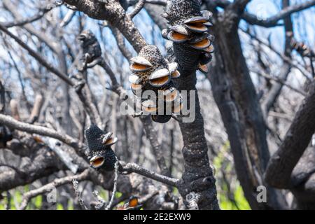 Verbrannte Banksia-Zapfen nach Waldbränden in Australien Stockfoto