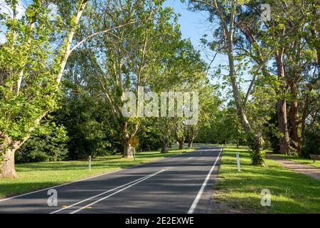 Kurvenreiche Landstraße zwischen grünen Bäumen in Victoria, Australien Stockfoto