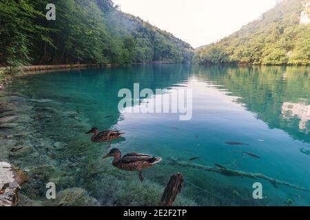 Enten und Fische schwimmen im kristallklaren türkisfarbenen Wasser im See des Plitvicer Nationalparks, Stockfoto