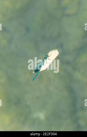 Blue Dragonfly Surfen auf Blatt in einem klaren Wasser Fluss Mit Steinen auf dem Boden Stockfoto