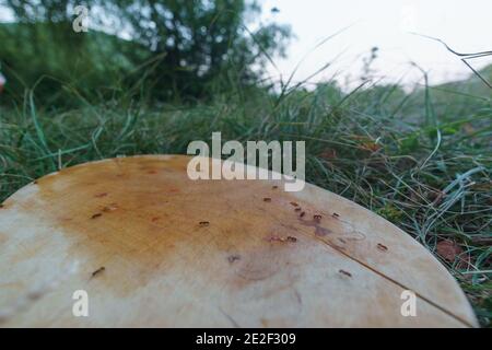 Eine Kolonie von Ameisen auf der Suche nach Essensresten auf einem Holz Schneidebrett im Gras Stockfoto