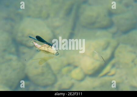 Blue Dragonfly Surfen auf Blatt in einem klaren Wasser Fluss Mit Steinen auf dem Boden Stockfoto