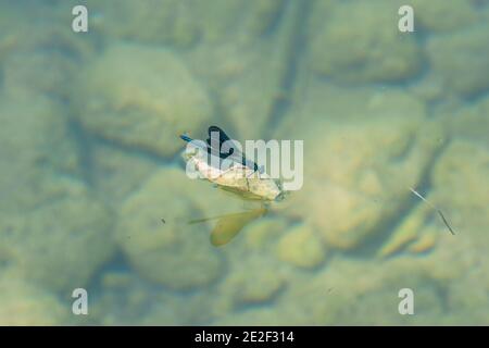 Blue Dragonfly Surfen auf Blatt in einem klaren Wasser Fluss Mit Steinen auf dem Boden Stockfoto