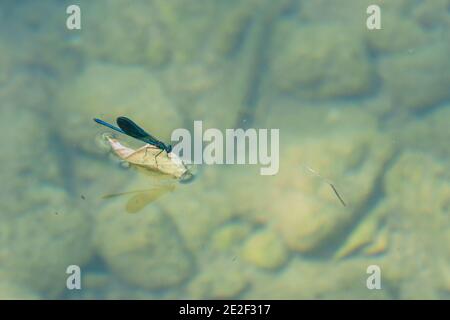 Blue Dragonfly Surfen auf Blatt in einem klaren Wasser Fluss Mit Steinen auf dem Boden Stockfoto