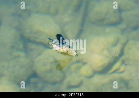 Blaue Libelle mit offenen Flügeln Surfen auf Blatt in einem Klares Wasser Fluss mit Steinen auf dem Boden Stockfoto