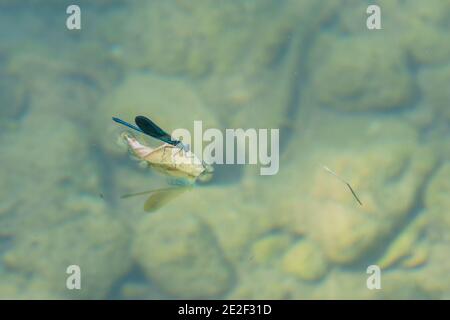 Blue Dragonfly Surfen auf Blatt in einem klaren Wasser Fluss Mit Steinen auf dem Boden Stockfoto