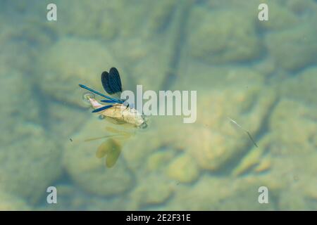 Blaue Libelle mit offenen Flügeln Surfen auf Blatt in einem Klares Wasser Fluss mit Steinen auf dem Boden Stockfoto