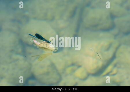 Blue Dragonfly Surfen auf Blatt in einem klaren Wasser Fluss Mit Steinen auf dem Boden Stockfoto