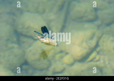 Blaue Libelle mit offenen Flügeln Surfen auf Blatt in einem Klares Wasser Fluss mit Steinen auf dem Boden Stockfoto