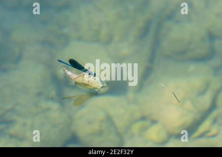 Blue Dragonfly Surfen auf Blatt in einem klaren Wasser Fluss Mit Steinen auf dem Boden Stockfoto