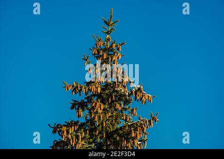 Verschiedene Formen von Bäumen im Himmel Hintergrund Stockfoto