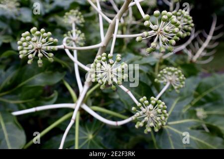 Fatsia japonica Ölpflanze oder Papierpflanze - Satelliten von kugelförmigen Blütenknospen, Januar, England, Großbritannien Stockfoto