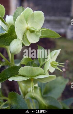 Helleborus argutifolius Holly-leaved hellebore – hellgrüne Blüten in offenen Büscheln, Januar, England, Großbritannien Stockfoto