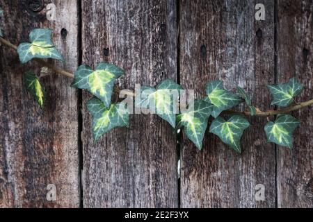 Hedera Helix englischer Efeu - kleine, herzbasierte dunkelgrüne Efeu-Blätter mit zentralem hellgrünem Fleck, Januar, England, Großbritannien Stockfoto