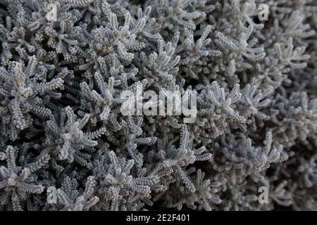 Santolina chamaecyparissus Baumwolllavender – wollig-ähnliche dichte graue Blätter, Januar, England, Großbritannien Stockfoto