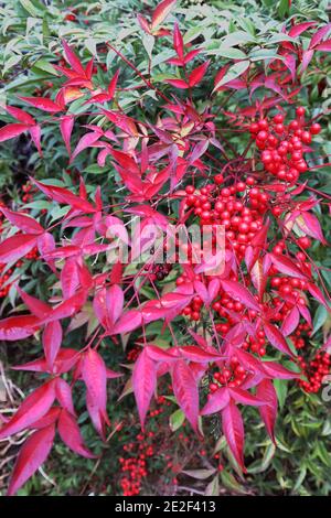 Nandina domestica ‘Fire Power’ Heiliger Bambus - rote Blätter mit roten Beeren, Januar, England, Großbritannien Stockfoto