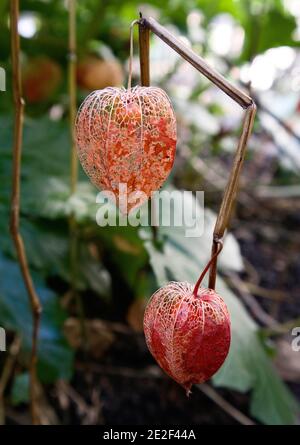 Physalis alkekengi Chinesische Laterne – in Papierlaterne eingehüllte orangefarbene Früchte, Januar, England, Großbritannien Stockfoto