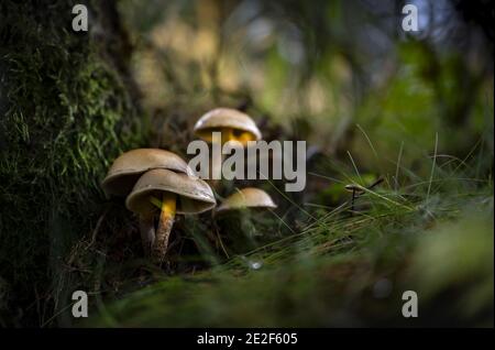 Weicher Fokus des Pilzes, der auf dem Waldboden wächst Stockfoto