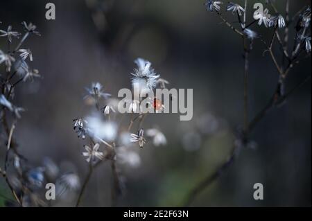 Nahaufnahme eines Marienkäfer auf den Blumen auf Ein verschwommener Backgrou Stockfoto