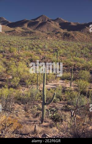 Saguaro Kaktusgarten Stockfoto