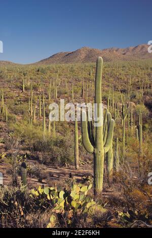 Riesiger Saguaro Kaktuswald Stockfoto