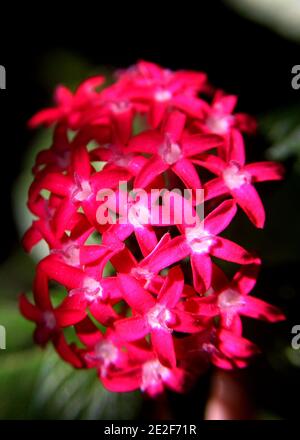 Schöne rote, rosa Farbe Blume in einem Hausgarten in Sri Lanka gesehen Stockfoto