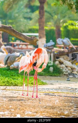 Vertikale Aufnahme von zwei Flamingos im Al Areen Wildlife Park In Bahrain Stockfoto