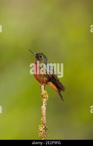 Kastanienreiher Coronet, Boissonneaua matthewsii, auf Barsch. Stockfoto