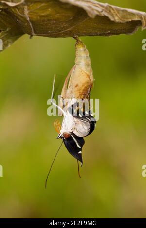 Nymphalide Schmetterling Weibchen aus chrysalis, Catonephele acontius, Nymphalidae. Aufgezogen aus Larve. Larvenbilder 14121917-14121930 und 14121950- Stockfoto