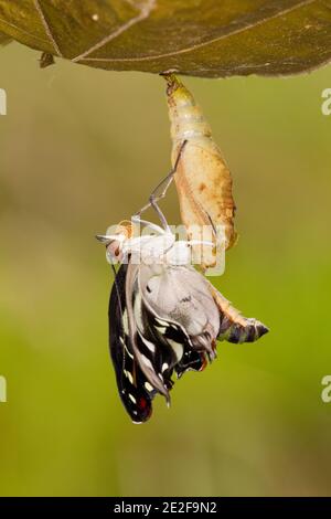 Nymphalide Schmetterling Weibchen aus chrysalis, Catonephele acontius, Nymphalidae. Aufgezogen aus Larve. Larvenbilder 14121917-14121930 und 14121950- Stockfoto