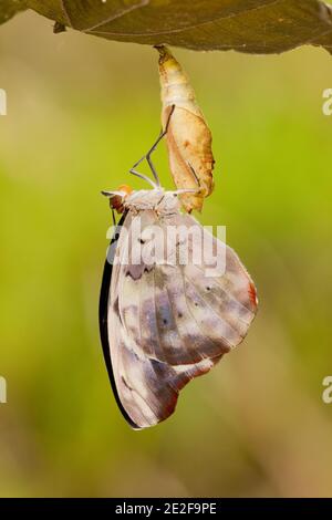 Nymphalide Schmetterling Weibchen aus chrysalis, Catonephele acontius, Nymphalidae. Aufgezogen aus Larve. Larvenbilder 14121917-14121930 und 14121950- Stockfoto