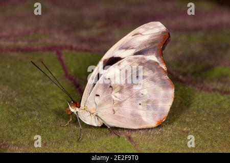 Nymphalide Schmetterling Weibchen vor kurzem aufgetaucht, Catonephele orites oder acontius, Nymphalidae. Ventrale Ansicht. Aufgezogen aus Larve. Larven-Bilder 14121917-14121 Stockfoto