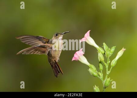 Fawn-breasted Brilliant, Heliodoxa rubinoides, Fütterung an Blume. Stockfoto