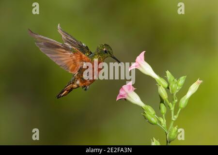 Kastanienreiher Coronet, Boissonneaua matthewsii, Fütterung bei Blüte. Stockfoto