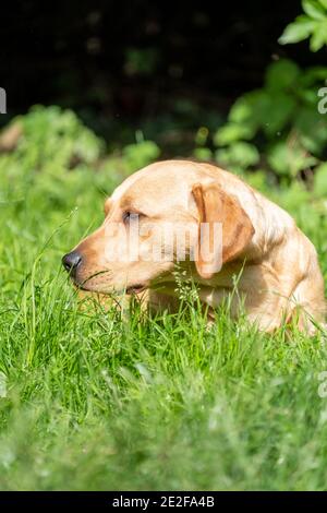 Portrait von Labrador Retriever, der etwas aus der Nähe auf dem Gesicht betrachtet. Hochwertige Fotos Stockfoto