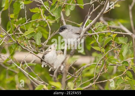 Schwarz-capped Gnatcatcher Männchen mit Jungvögel, Polioptila nigriceps, in Hackberry-Baum thront. Stockfoto