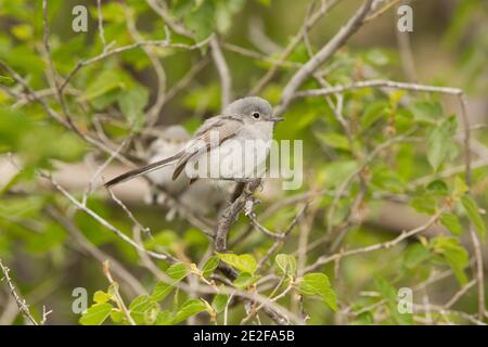 Schwarz-capped Gnatcatcher Weibchen, Polioptila nigriceps, in Hackberry-Baum thront. Stockfoto