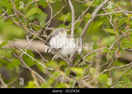 Black-capped Gnatcatcher Fledglings, Polioptila nigriceps, in Hackberry-Baum thront. Stockfoto