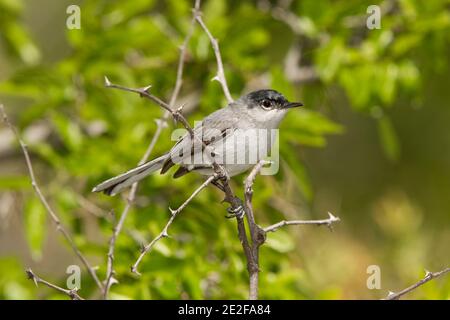 Schwarz-capped Gnatcatcher Männchen, Polioptila nigriceps, thront in Hackberry-Baum. Stockfoto