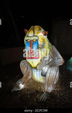 Pavian Zoo Light Display Stockfoto