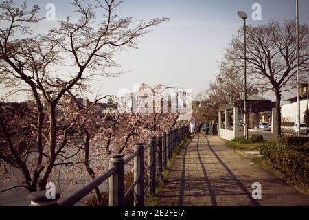 Schöne Aussicht auf die Sakura-Bäume, die in der Nähe des Flusses in Kyoto, Japan wachsen Stockfoto