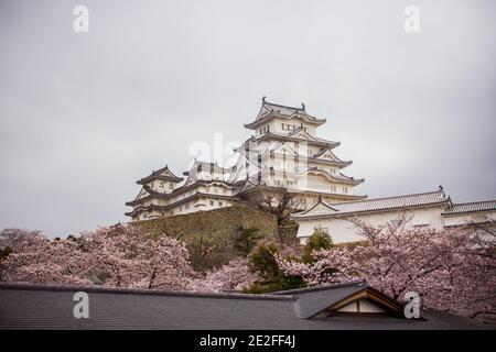 Niedriger Winkel Ansicht des Himeji Schlosses, umgeben von Sakura Bäume in Ja Stockfoto