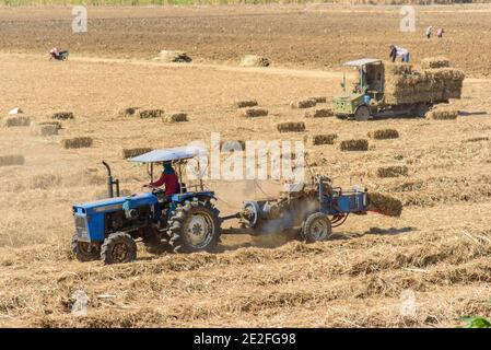 Zuckerrohrblatt komprimieren von Traktor in altem Zuckerrohrfeld Stockfoto