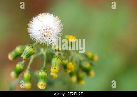 Weiße flauschige Löwenzahn unter Löwenzahn Knospen. Natürliches Grün verschwommener Frühlingshintergrund, selektiver Fokus. Stockfoto