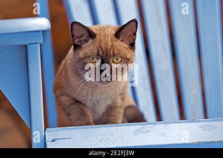 Siamese Kitten sitzt draußen auf dem Liegestuhl und beobachtet. Stockfoto